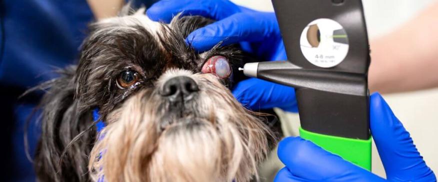 




Pet Eye Health: Everything You Need to Know About Common Dog &amp; Cat Eye Disorders — Part I


