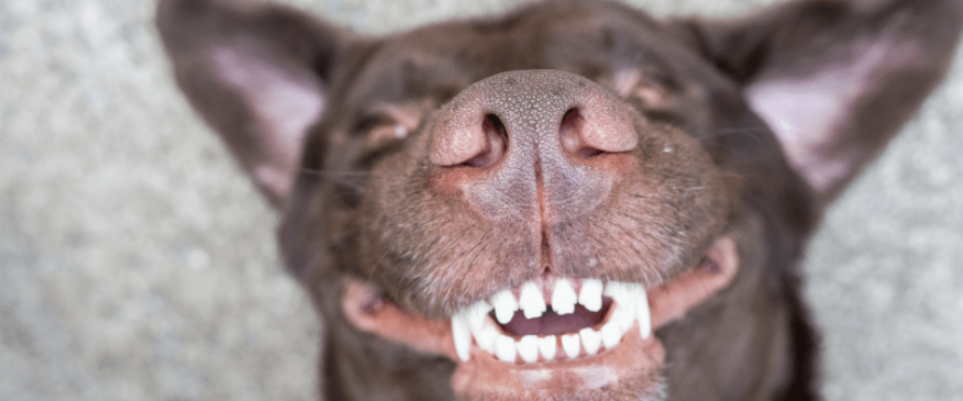 Pet Dental Month: Tips For Caring For Your Dog&#039;s Teeth at Home