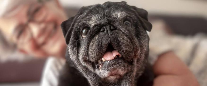 Senior Dog Care: How to Keep Your Aging Dog Healthy and Happy