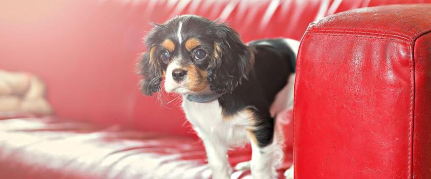 The Best Apartment Dogs by Breed