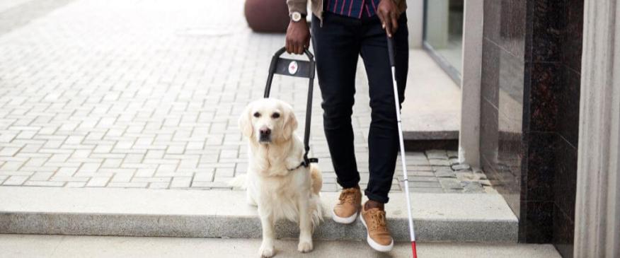 




What Does It Take to Become a Service Dog?


