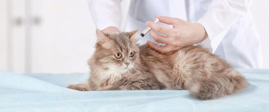




Why Indoor Cats Need Vaccines and Preventative Care, Too! 


