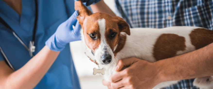 An Exam Before Vaccines: Does My Pet Really Need This?