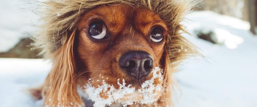 Warm and Fuzzy: 6 Winter Storm Safety Tips For Your Pets