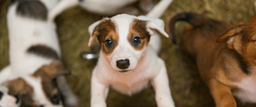 How to Enrich and Socialize Your Pup to Ensure Good Behavior and Avoid Catastrophes