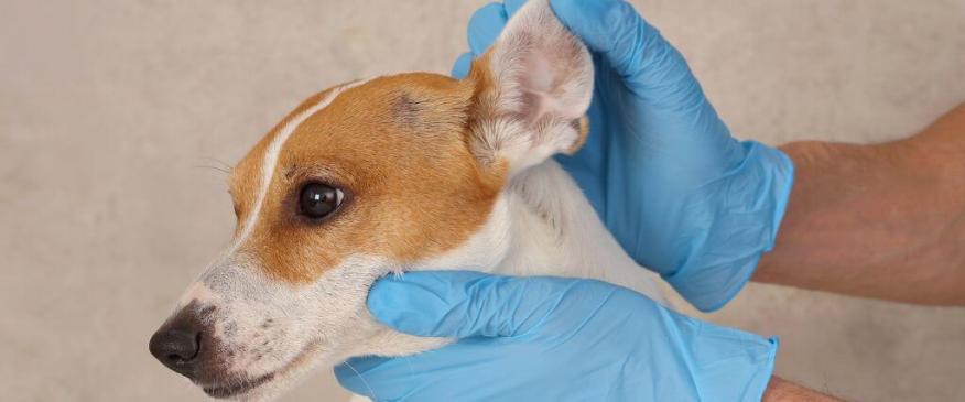 




A Guide to Canine Ear Infections


