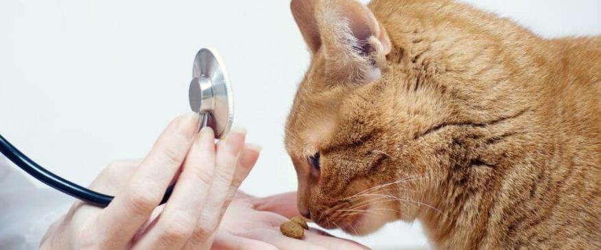 




Why Skipping Cat Wellness Visits Can Be Risky: A Veterinarian&#039;s Point of View


