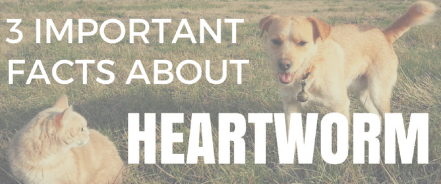 3 Important Facts About Heartworm