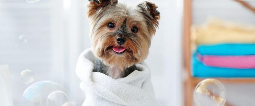 Stinky Dog Syndrome: Veterinary Tips For Dog Bathing and Hygiene 