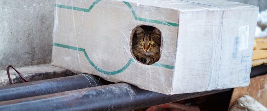 Cats and Cold Weather: How to Keep Feral and Outdoor Cats Warm as Temperatures Drop