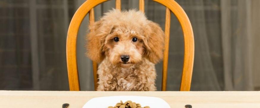 6 Ways to Curb Your Canine&#039;s Seemingly Insatiable Appetite 