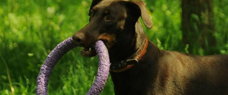 What Veterinarians Want You to Look For in Safe Chew Toys for Dogs