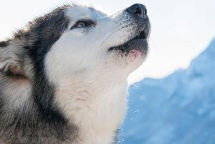 Alaskan Malamutes