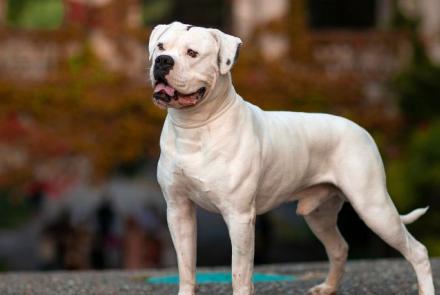 American Bulldogs