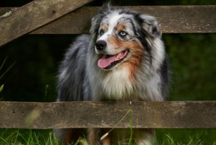 Australian Shepherds