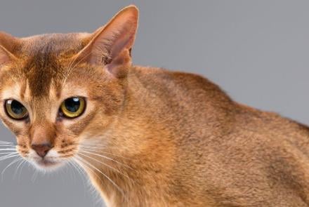 Abyssinians