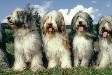 Bearded Collies