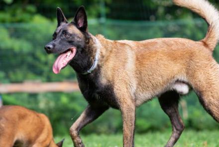 Belgian Malinois