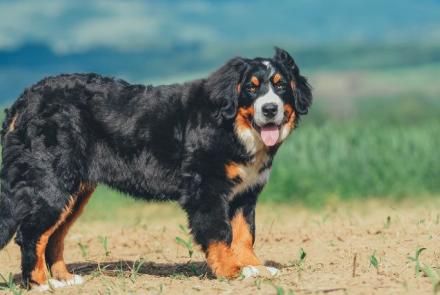 Bernese Mountain Dogs