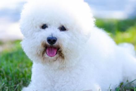 Bichon Frise