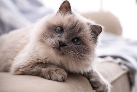 Birmans