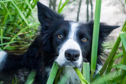 Border Collie