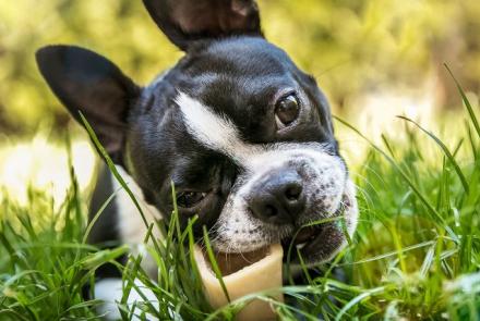 Boston Terriers