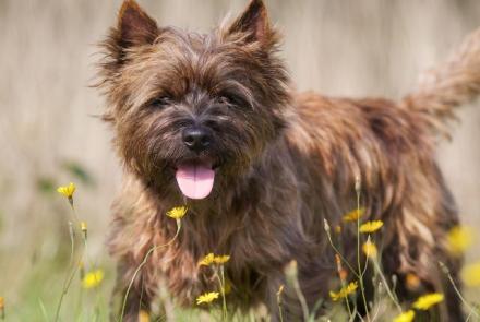 Cairn Terriers