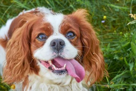 Cavalier King Charles Spaniels