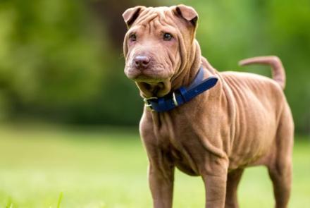 Chinese Shar-Pei