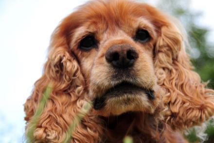 Cocker Spaniel