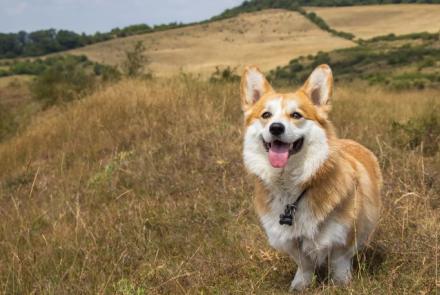 Cardigan Welsh Corgi