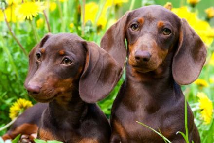 Dachshunds