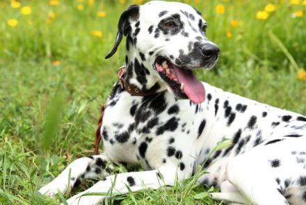 Dalmatian