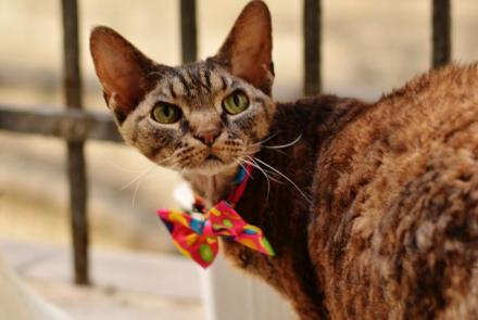 Devon Rex