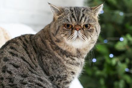 Exotic Shorthairs