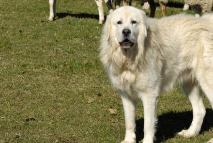 Great Pyrenees