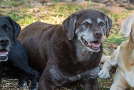 Labrador Retriever