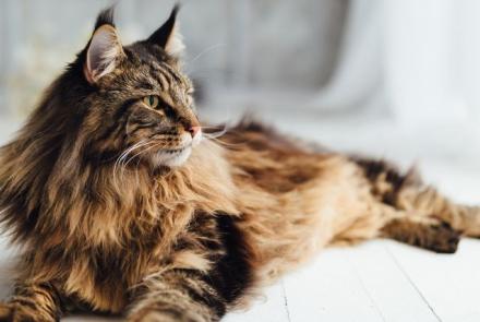 Maine Coons