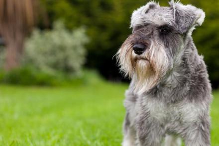 Miniature Schnauzer