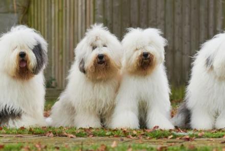 Old English Sheepdog