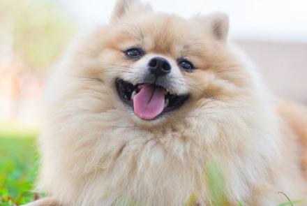 Pomeranian