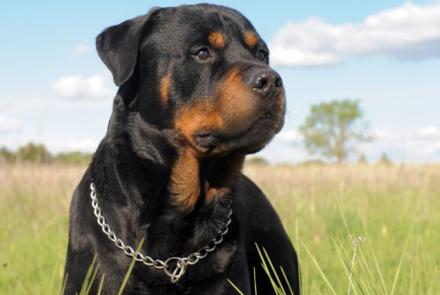 Rottweiler