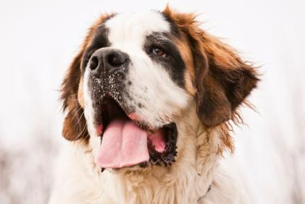 Saint Bernards