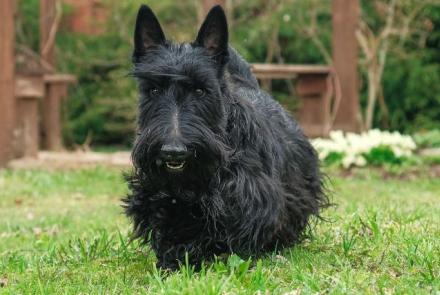 Scottish Terriers