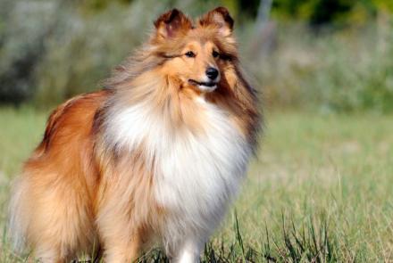 Shetland Sheepdogs