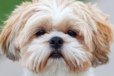 Shih Tzu