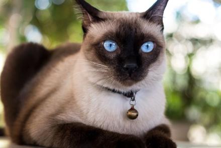 Siamese