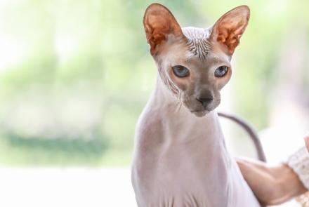 Sphynx