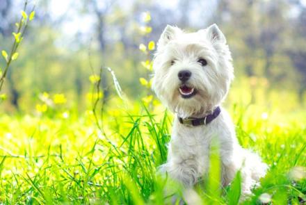 West Highland White Terriers